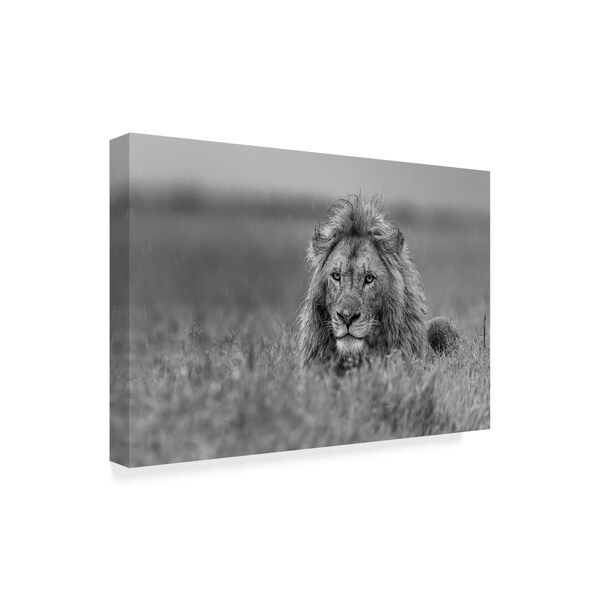 Giuseppe Damico 'Lion' Canvas Art,12x19